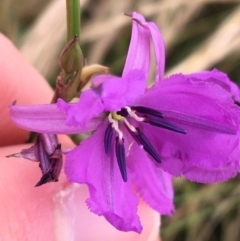 Arthropodium fimbriatum (Nodding Chocolate Lily) at Wollogorang, NSW - 5 Dec 2021 by NedJohnston