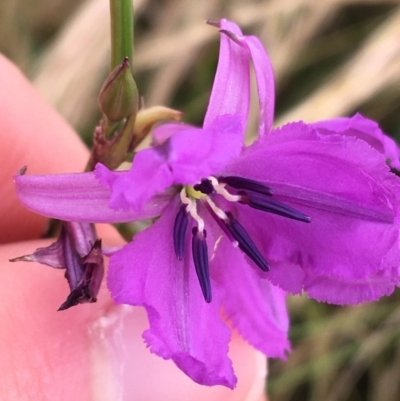 Arthropodium fimbriatum (Nodding Chocolate Lily) at Wollogorang, NSW - 5 Dec 2021 by NedJohnston