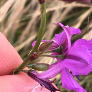 Arthropodium fimbriatum at Wollogorang, NSW - 5 Dec 2021