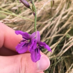 Arthropodium fimbriatum at Wollogorang, NSW - 5 Dec 2021