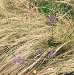 Arthropodium fimbriatum at Wollogorang, NSW - 5 Dec 2021