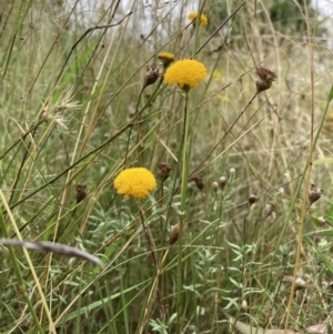 Leptorhynchos squamatus subsp. squamatus at Watson, ACT - 17 Jan 2022