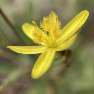 Tricoryne elatior at Watson, ACT - 17 Jan 2022