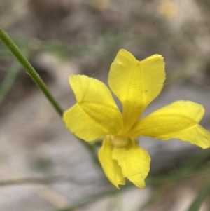 Goodenia pinnatifida at Watson, ACT - 17 Jan 2022