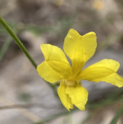 Goodenia pinnatifida (Scrambled Eggs) at Watson, ACT - 17 Jan 2022 by waltraud