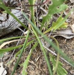 Goodenia pinnatifida at Watson, ACT - 17 Jan 2022 11:53 AM