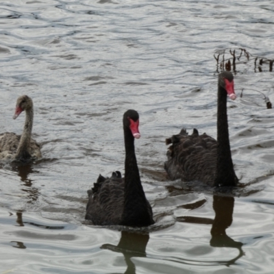 Cygnus atratus (Black Swan) at Lake Burley Griffin Central/East - 17 Jan 2022 by Steve_Bok