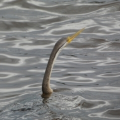 Anhinga novaehollandiae (Australasian Darter) at Lake Burley Griffin Central/East - 17 Jan 2022 by SteveBorkowskis