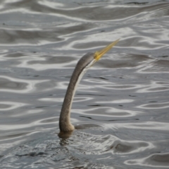 Anhinga novaehollandiae (Australasian Darter) at Lake Burley Griffin Central/East - 17 Jan 2022 by Steve_Bok