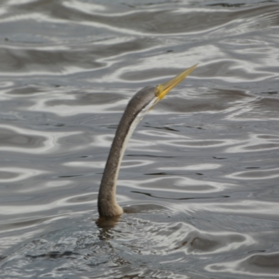 Anhinga novaehollandiae (Australasian Darter) at Lake Burley Griffin Central/East - 17 Jan 2022 by SteveBorkowskis