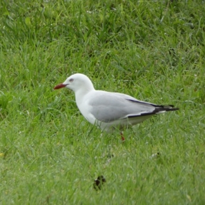 Chroicocephalus novaehollandiae (Silver Gull) at Kingston, ACT - 17 Jan 2022 by Steve_Bok