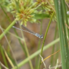 Austrolestes analis (Slender Ringtail) at Googong, NSW - 17 Jan 2022 by Steve_Bok