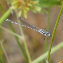 Austrolestes analis at Googong, NSW - 17 Jan 2022 12:24 PM