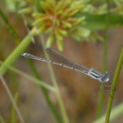 Austrolestes analis at Googong, NSW - 17 Jan 2022 12:24 PM