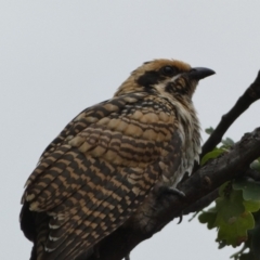 Eudynamys orientalis (Pacific Koel) at Jerrabomberra, NSW - 17 Jan 2022 by Steve_Bok