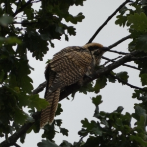 Eudynamys orientalis at Jerrabomberra, NSW - 17 Jan 2022