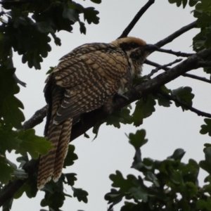 Eudynamys orientalis at Jerrabomberra, NSW - 17 Jan 2022