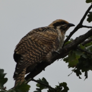 Eudynamys orientalis at Jerrabomberra, NSW - 17 Jan 2022