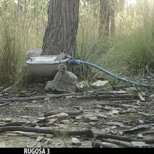 Antechinus flavipes at Yass River, NSW - 17 Jan 2022