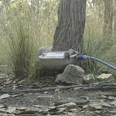 Antechinus flavipes at Yass River, NSW - 17 Jan 2022 06:28 AM