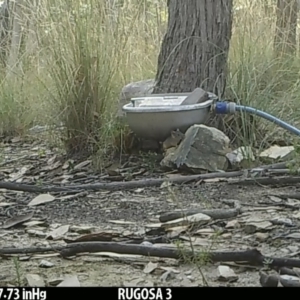 Antechinus flavipes at Yass River, NSW - 17 Jan 2022 06:28 AM