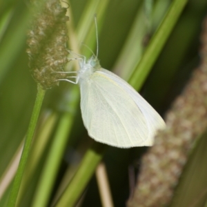 Pieris rapae at Weston, ACT - 17 Jan 2022