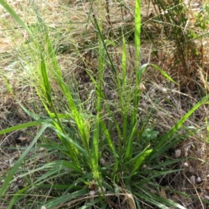 Panicum effusum at Yass River, NSW - 14 Jan 2022