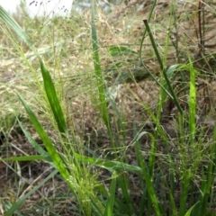 Panicum effusum at Yass River, NSW - 14 Jan 2022