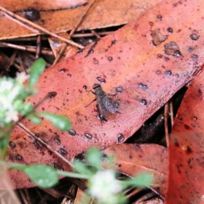Unidentified Bristle Fly (Tachinidae) at Pambula Beach, NSW - 2 Jan 2022 by KylieWaldon