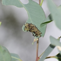 Pseudoperga sp. (genus) (Sawfly, Spitfire) at Fowles St. Woodland, Weston - 16 Jan 2022 by AliceH