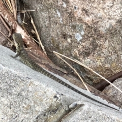 Intellagama lesueurii (Australian Water Dragon) at Uriarra Recreation Reserve - 17 Jan 2022 by KMcCue