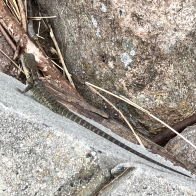 Intellagama lesueurii (Australian Water Dragon) at Uriarra Recreation Reserve - 17 Jan 2022 by KMcCue