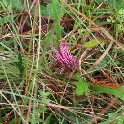 Grevillea sp. (Grevillea) at Pambula Beach, NSW - 2 Jan 2022 by KylieWaldon