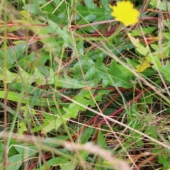 Grevillea (genus) at Pambula Beach, NSW - 3 Jan 2022 08:58 AM