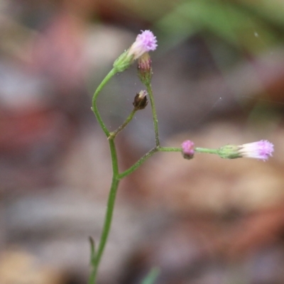 Cyanthillium cinereum (Purple Fleabane) at Pambula Beach, NSW - 2 Jan 2022 by KylieWaldon