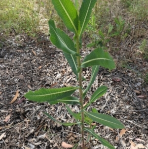 Lactuca serriola at Yass River, NSW - 14 Jan 2022 03:23 PM