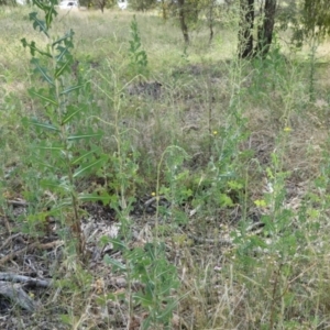 Lactuca serriola at Yass River, NSW - 14 Jan 2022 03:23 PM