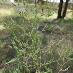 Lactuca serriola at Yass River, NSW - 14 Jan 2022 03:23 PM