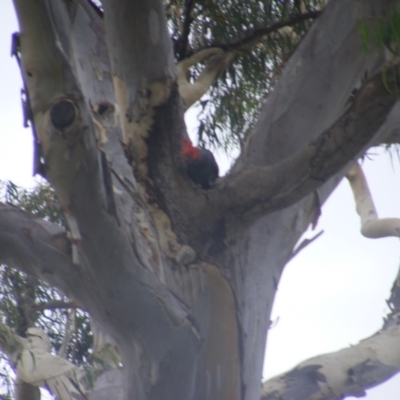 Callocephalon fimbriatum (Gang-gang Cockatoo) at Hughes, ACT - 17 Jan 2022 by MichaelMulvaney