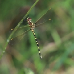 Synthemis eustalacta (Swamp Tigertail) at Aranda, ACT - 16 Jan 2022 by Tammy