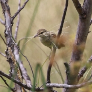 Acrocephalus australis at Coombs, ACT - 17 Jan 2022