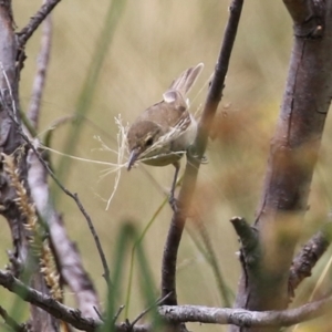 Acrocephalus australis at Coombs, ACT - 17 Jan 2022