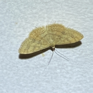 Scopula rubraria at Jerrabomberra, NSW - 17 Jan 2022