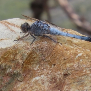 Orthetrum caledonicum at Molonglo Valley, ACT - 17 Jan 2022