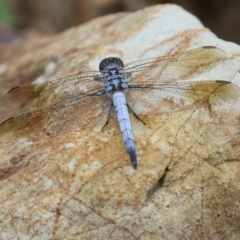 Orthetrum caledonicum at Molonglo Valley, ACT - 17 Jan 2022 12:38 PM