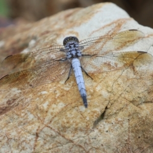 Orthetrum caledonicum at Molonglo Valley, ACT - 17 Jan 2022