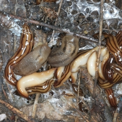 Anzoplana trilineata (A Flatworm) at Paddys River, ACT - 12 Jan 2022 by jb2602