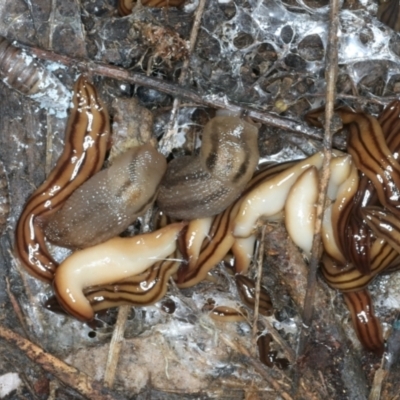 Anzoplana trilineata (A Flatworm) at Paddys River, ACT - 11 Jan 2022 by jbromilow50