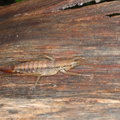Coptaspis brevipennis (A katydid) at Monga, NSW - 10 Jan 2022 by jb2602