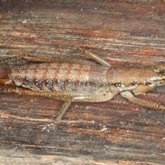 Coptaspis brevipennis at Monga, NSW - 10 Jan 2022